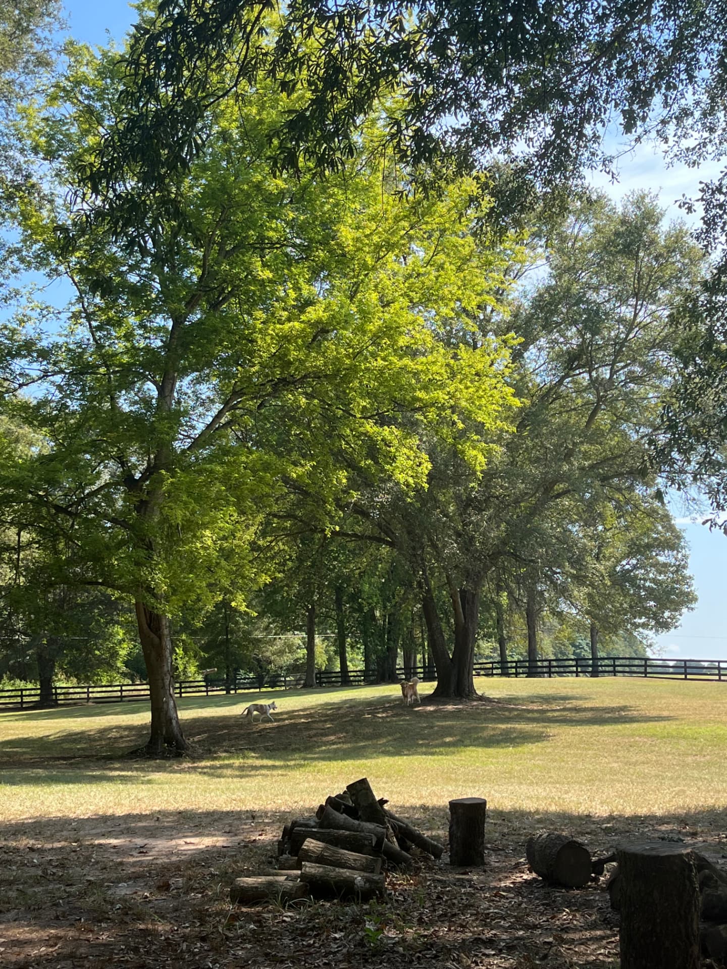 Dogs playing in the shade of tall trees in the fenced private dog park