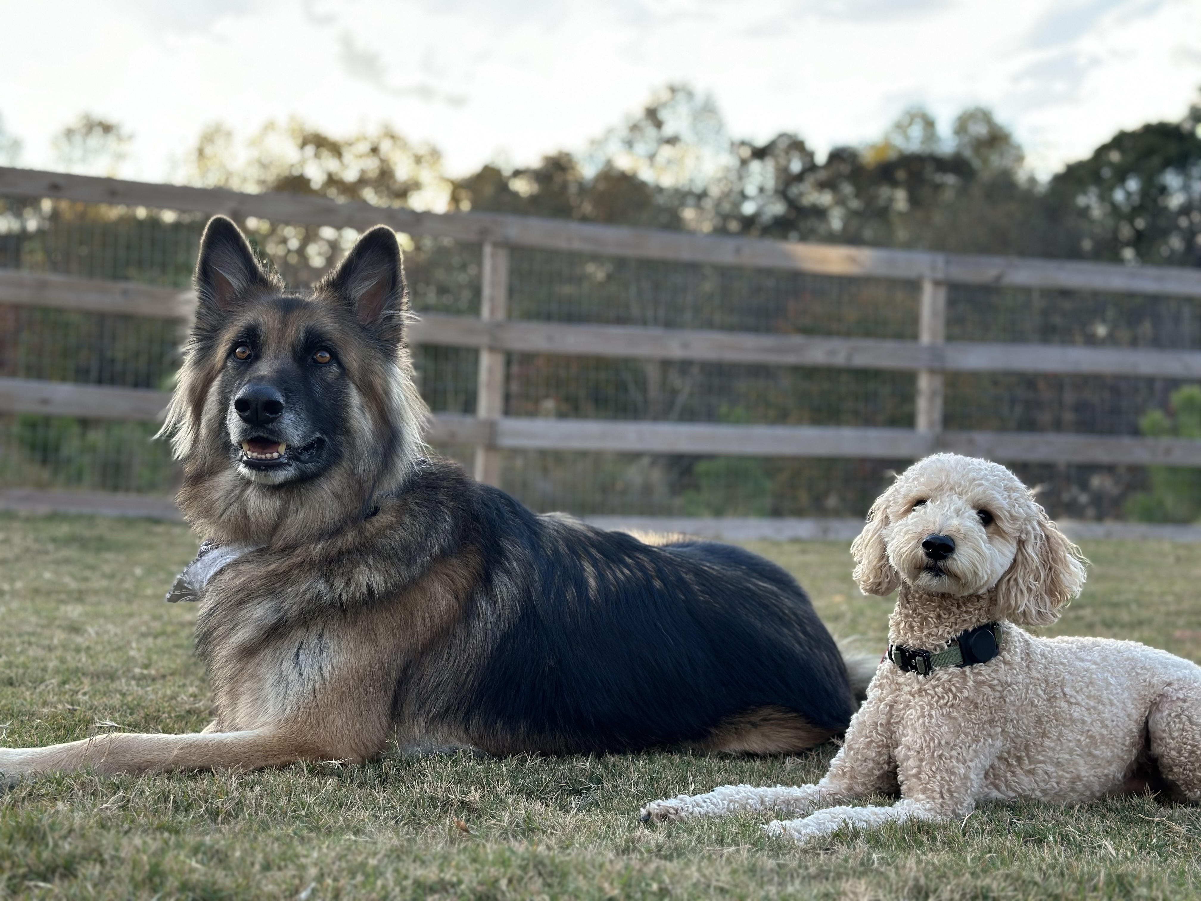 A long-haired German Shepherd and cream doodle resting together in a fenced yard