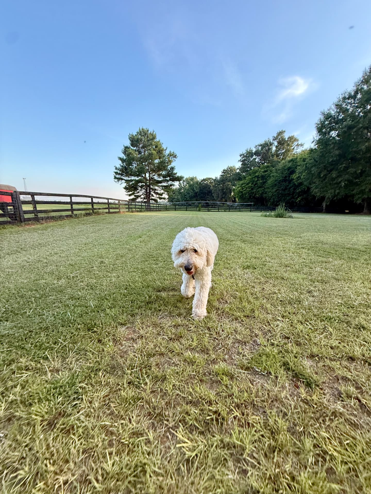 A cream doodle running across the grass of the fenced dog park