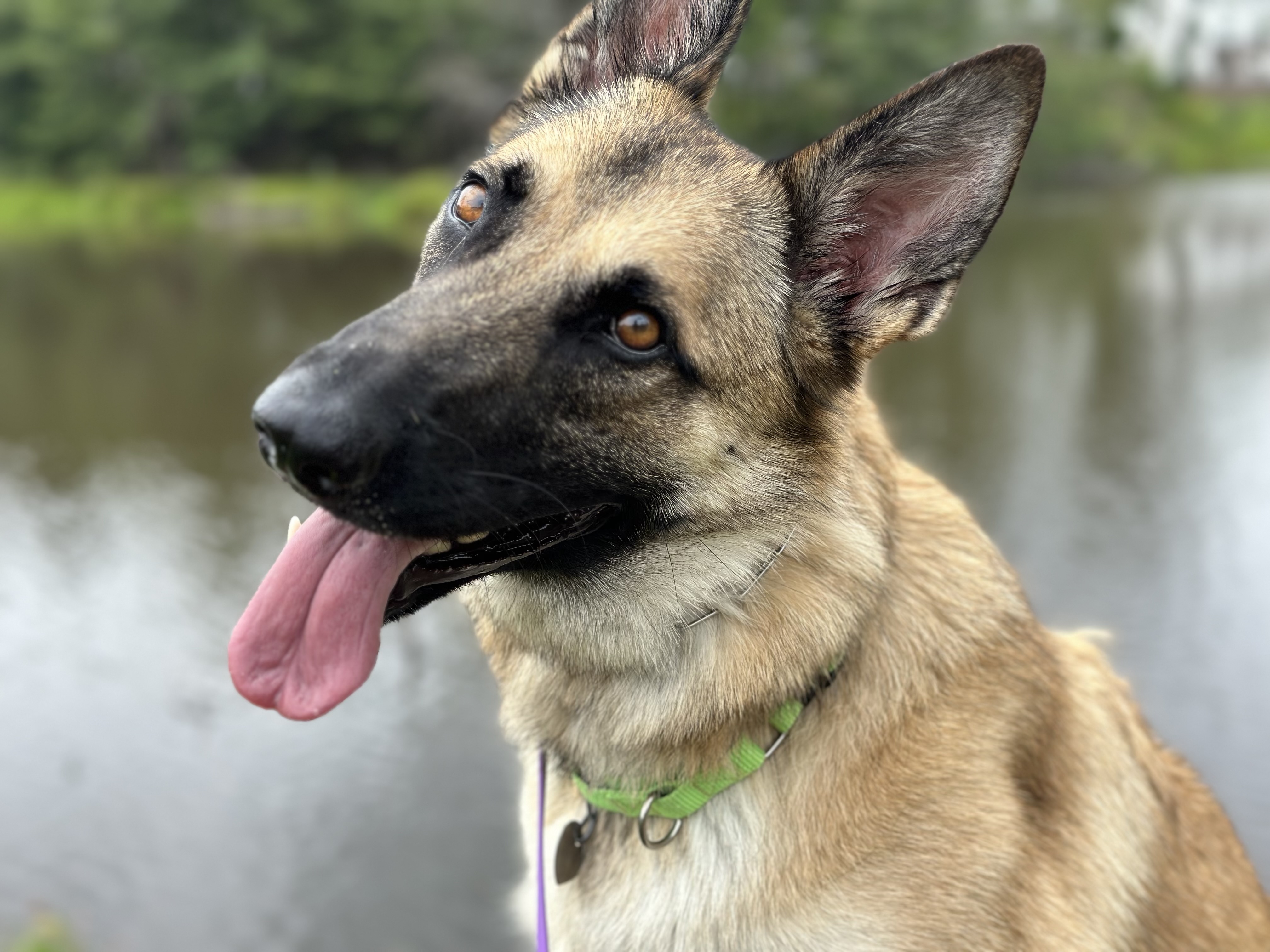 A German Shepherd beside the water