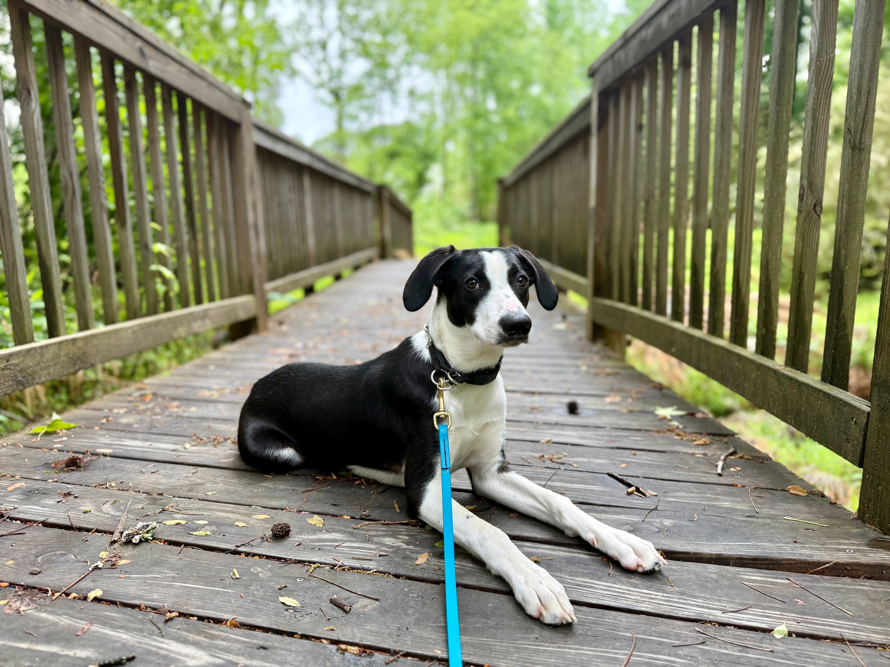 A black-and-white dog holding a relaxed down-stay on a woodland bridge